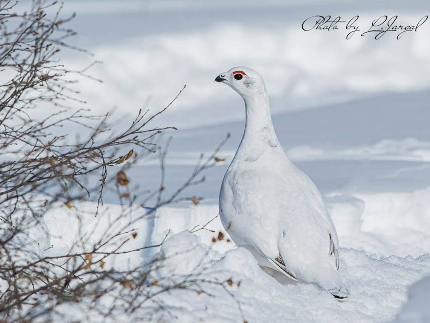 Цагаан ахууна (Lagopus lagopus)